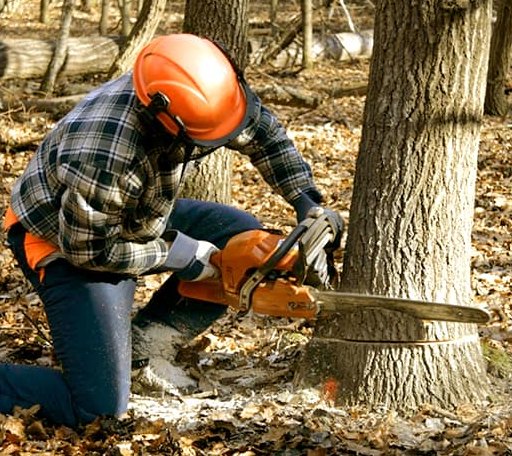 Tree Removal in Cantrall, IL